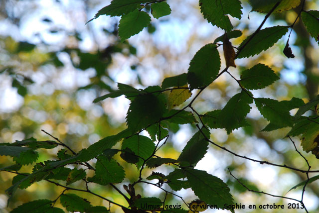 Ulmus laevis